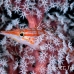hawkfish_longnose_nw_h_0021_pal0027.jpg